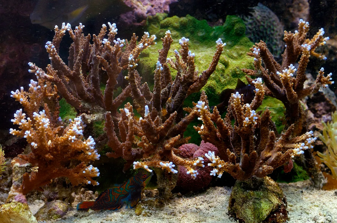 Acropora (Acropora sp.)