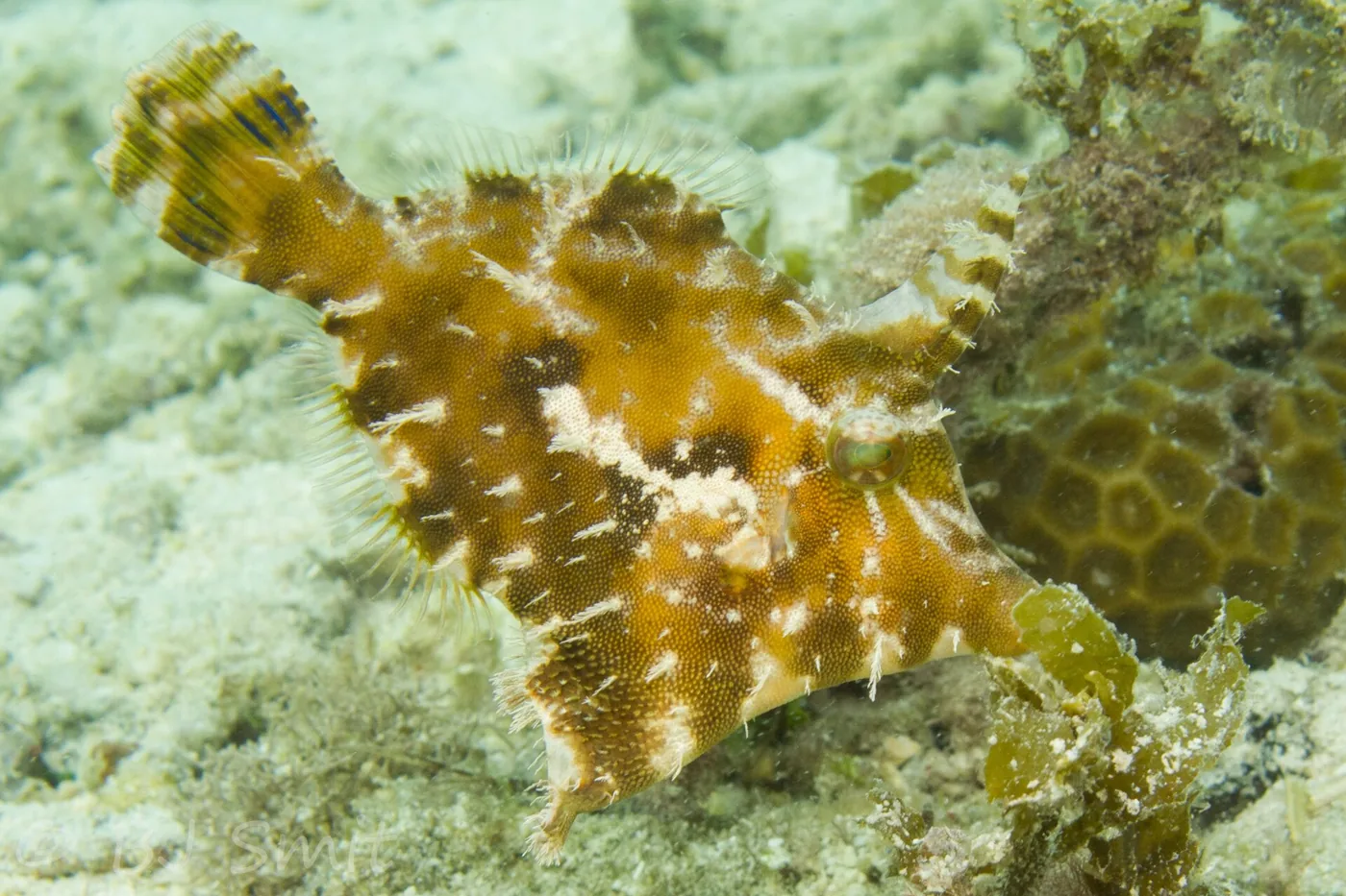 Aiptasia Eating Filefish (Acreichthys tomentosus)