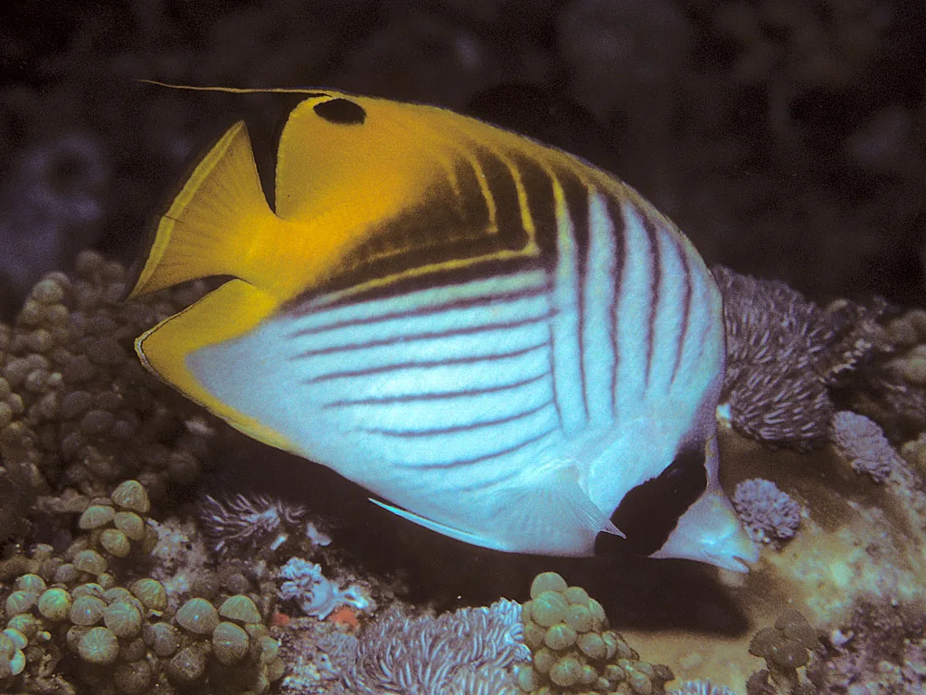 Auriga Butterfly (Chaetodon auriga)