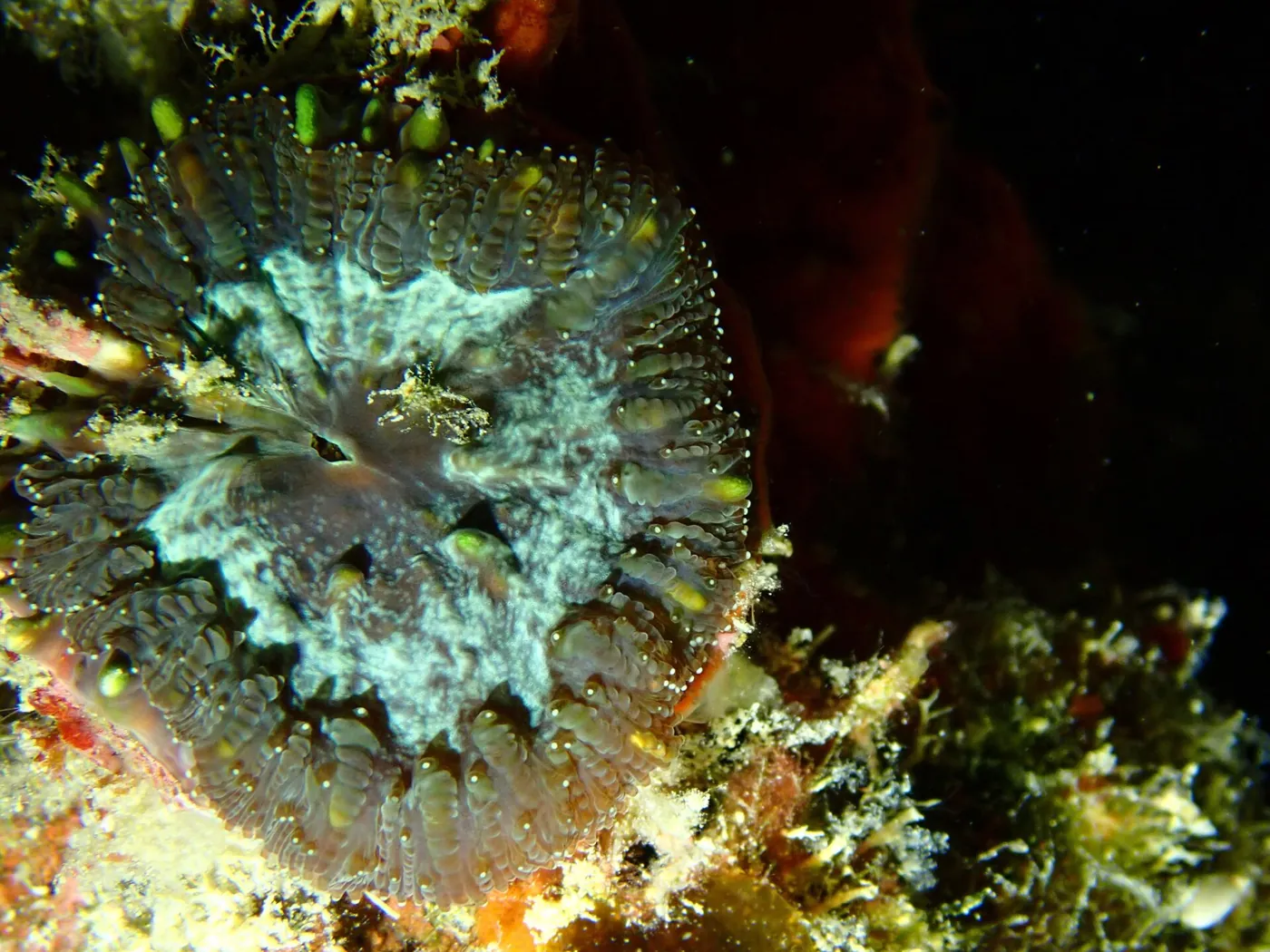 Blastomussa