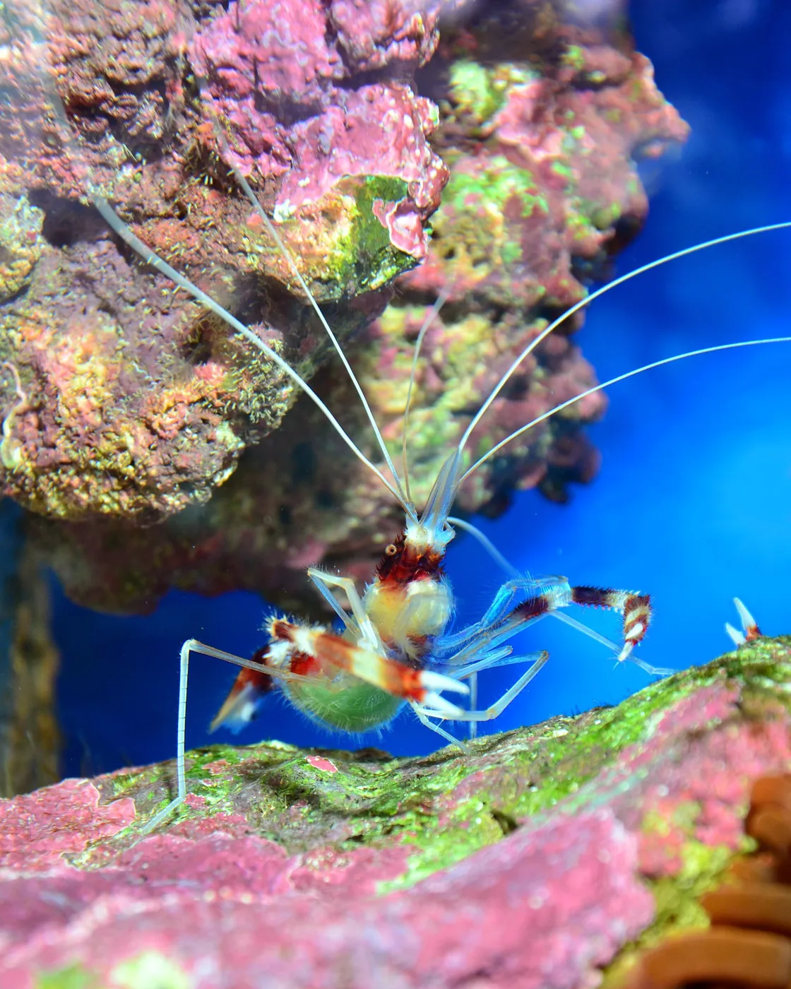 Camarão Boxer (Stenopus hispidus)