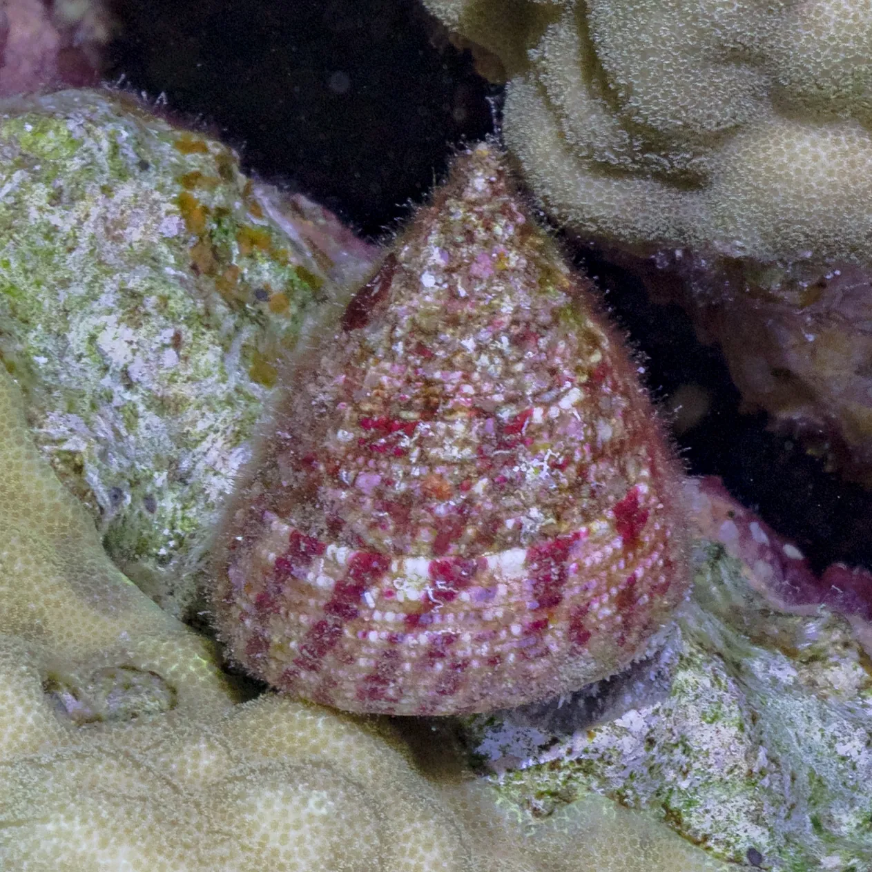 Caramujo Trochus (Trochus intextus)