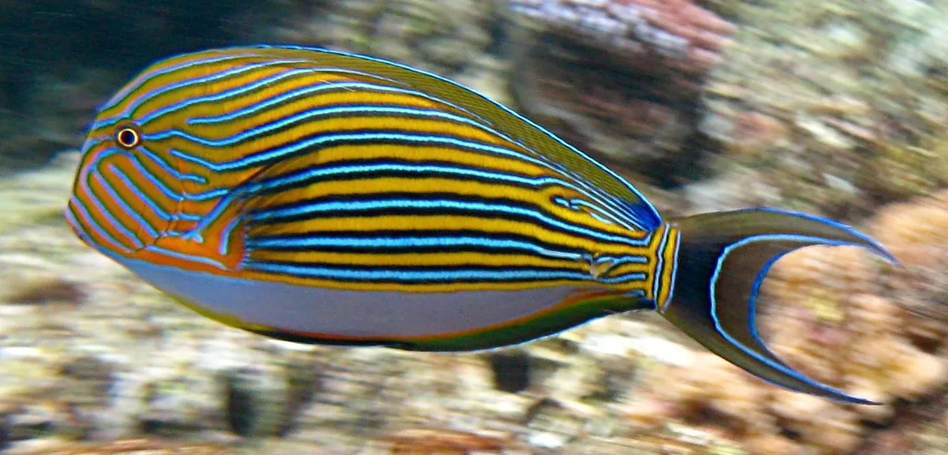 Clown Tang (Acanthurus lineatus)