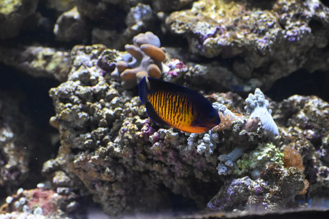 Coral Beauty (Centropyge bispinosa)