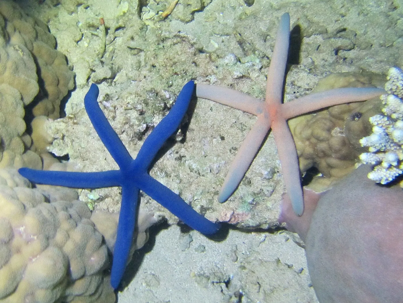 Estrela-do-mar azul (Linckia laevigata)