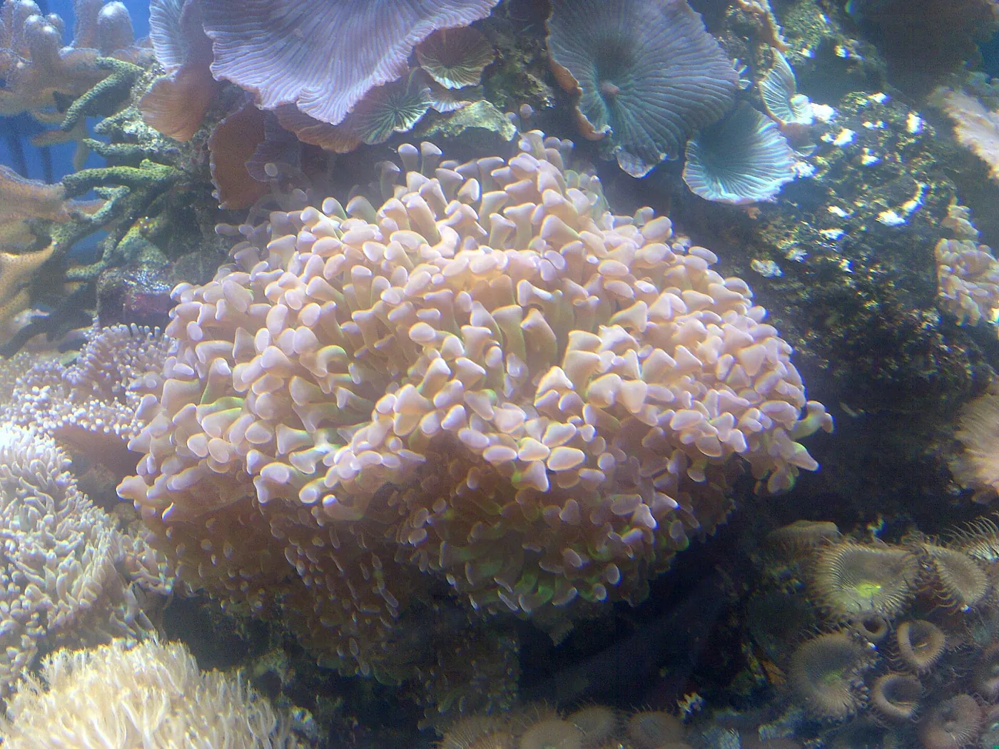 Frogspawn (Euphyllia divisa)