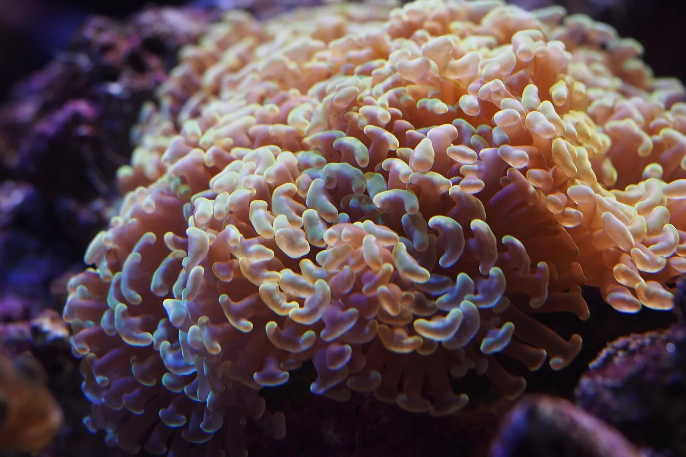 Hammer (Euphyllia ancora)