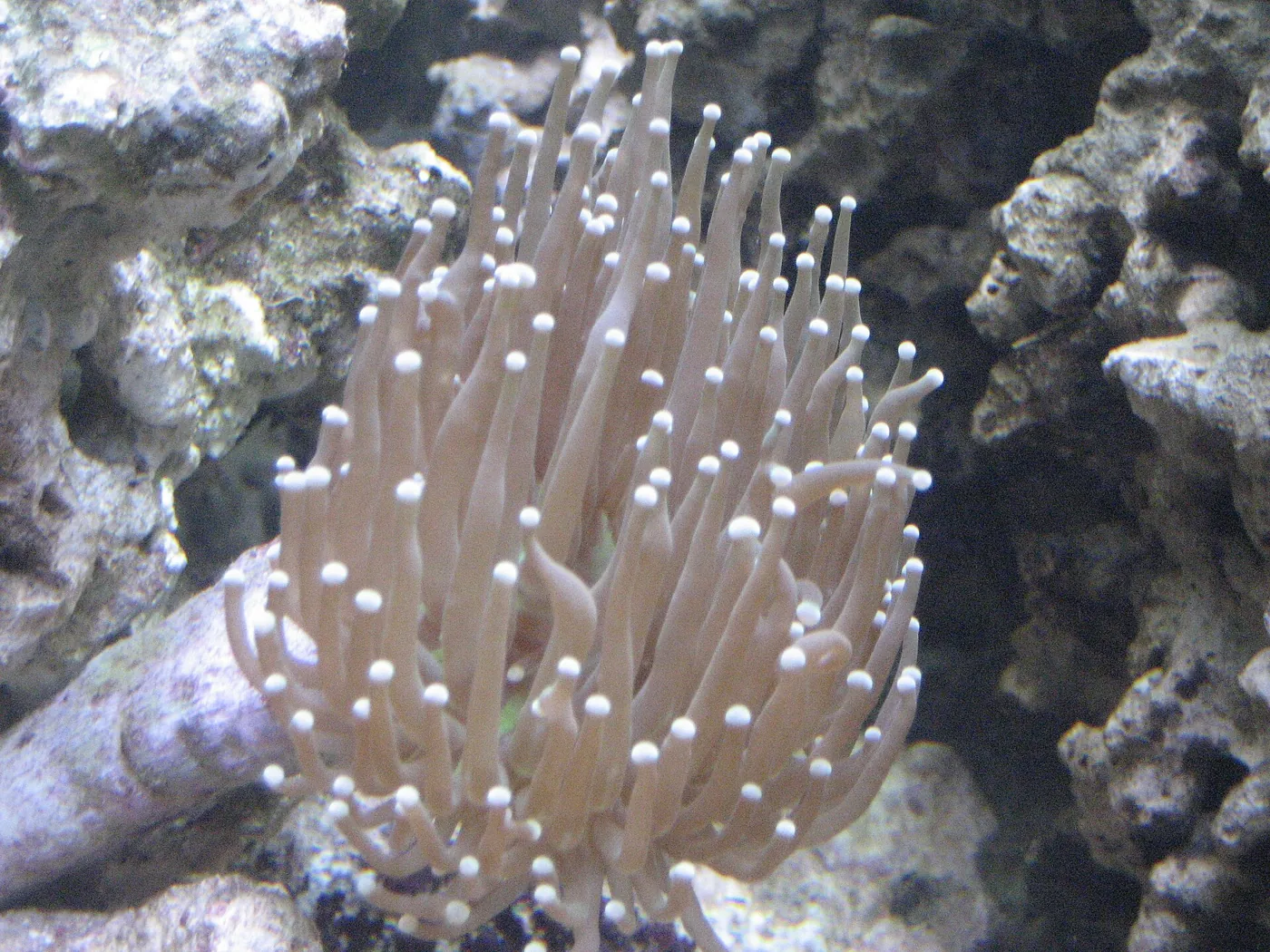 Torch (Euphyllia glabrescens)