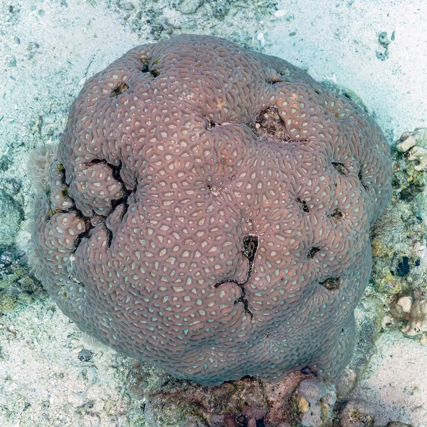 Favia (Favia sp.)