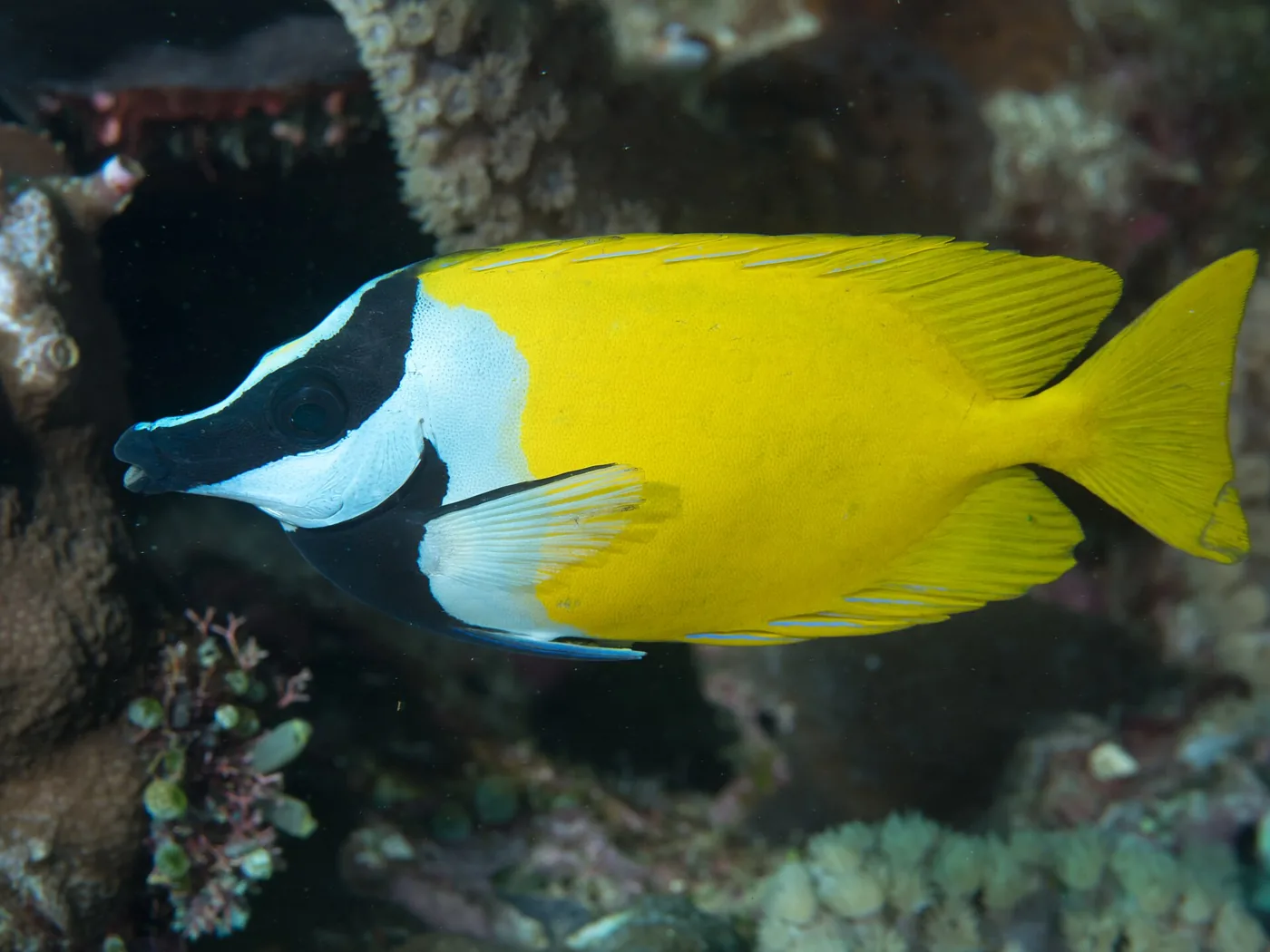 Foxface (Siganus vulpinus)