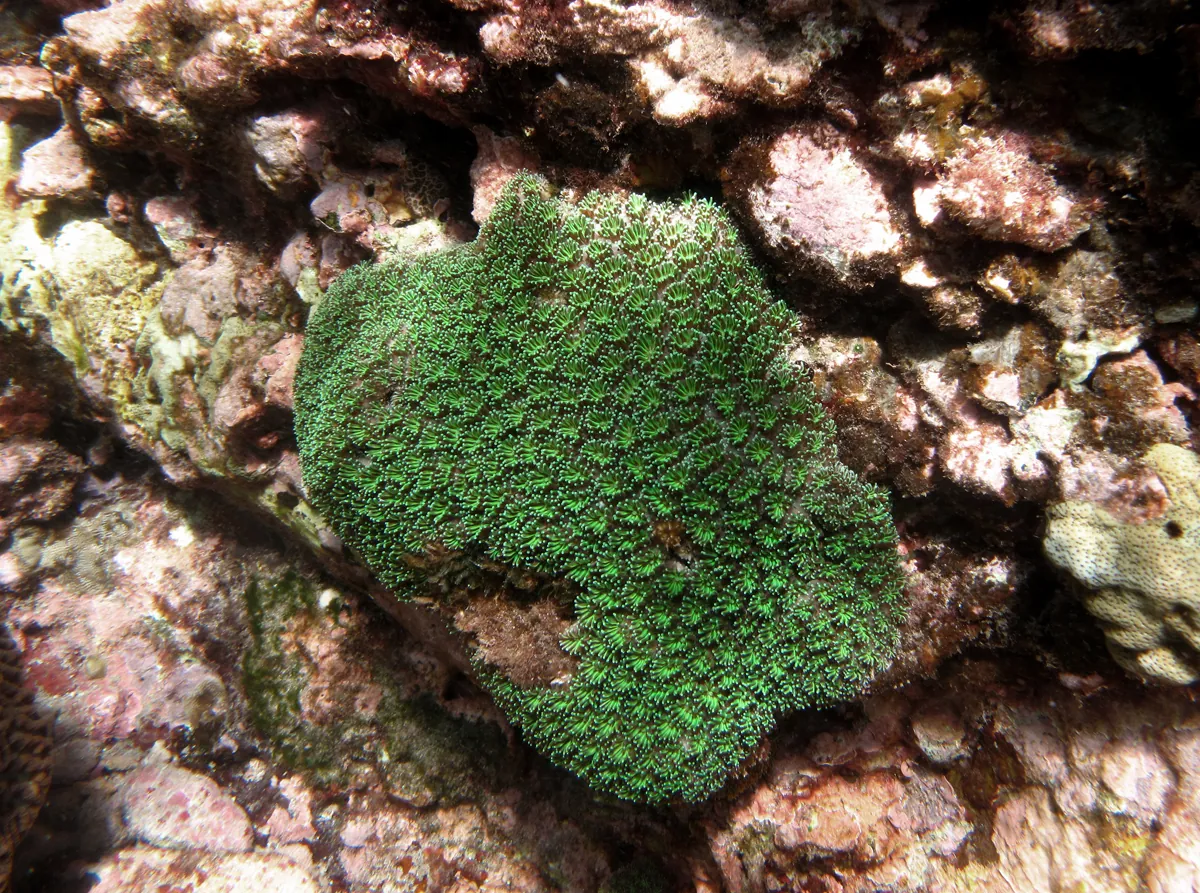 Galaxea (Galaxea fascicularis)