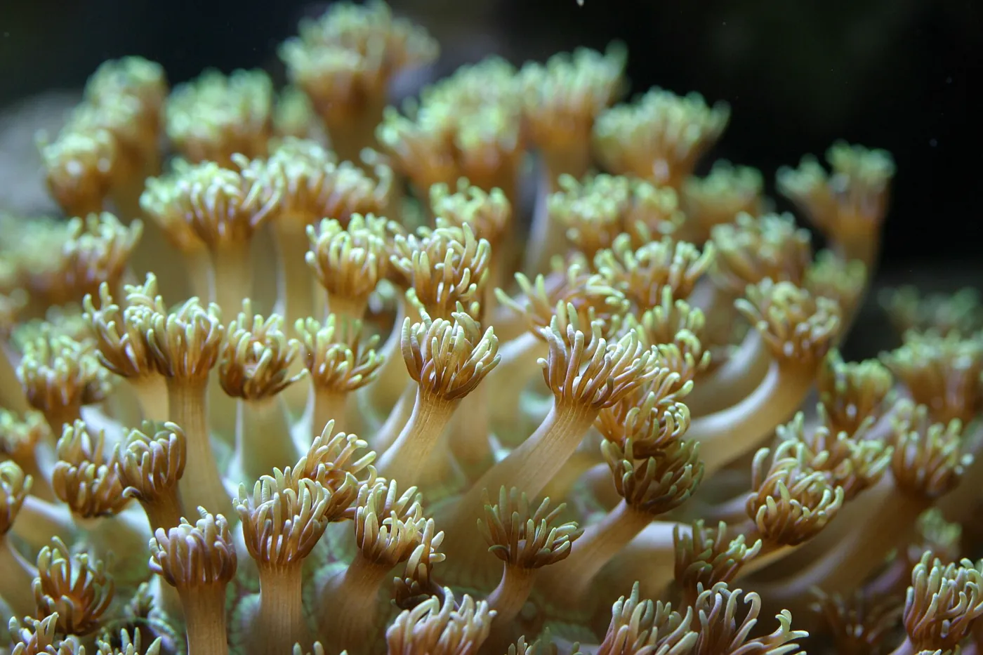 Goniopora