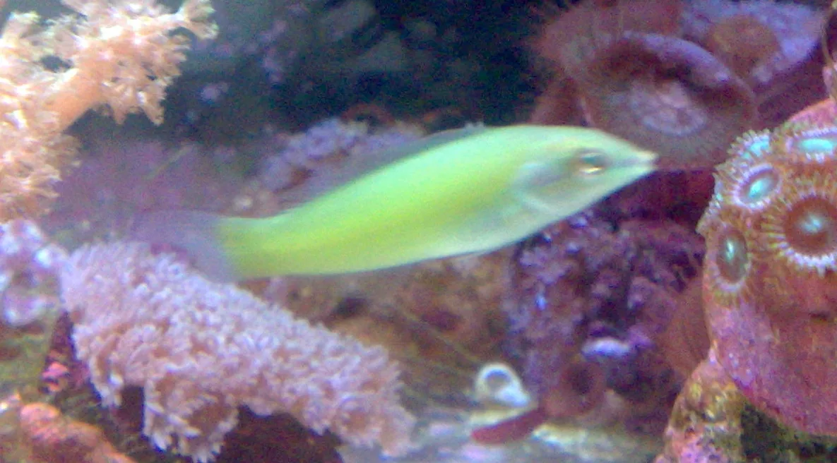 Green Coris Wrasse (Halichoeres chloropterus)