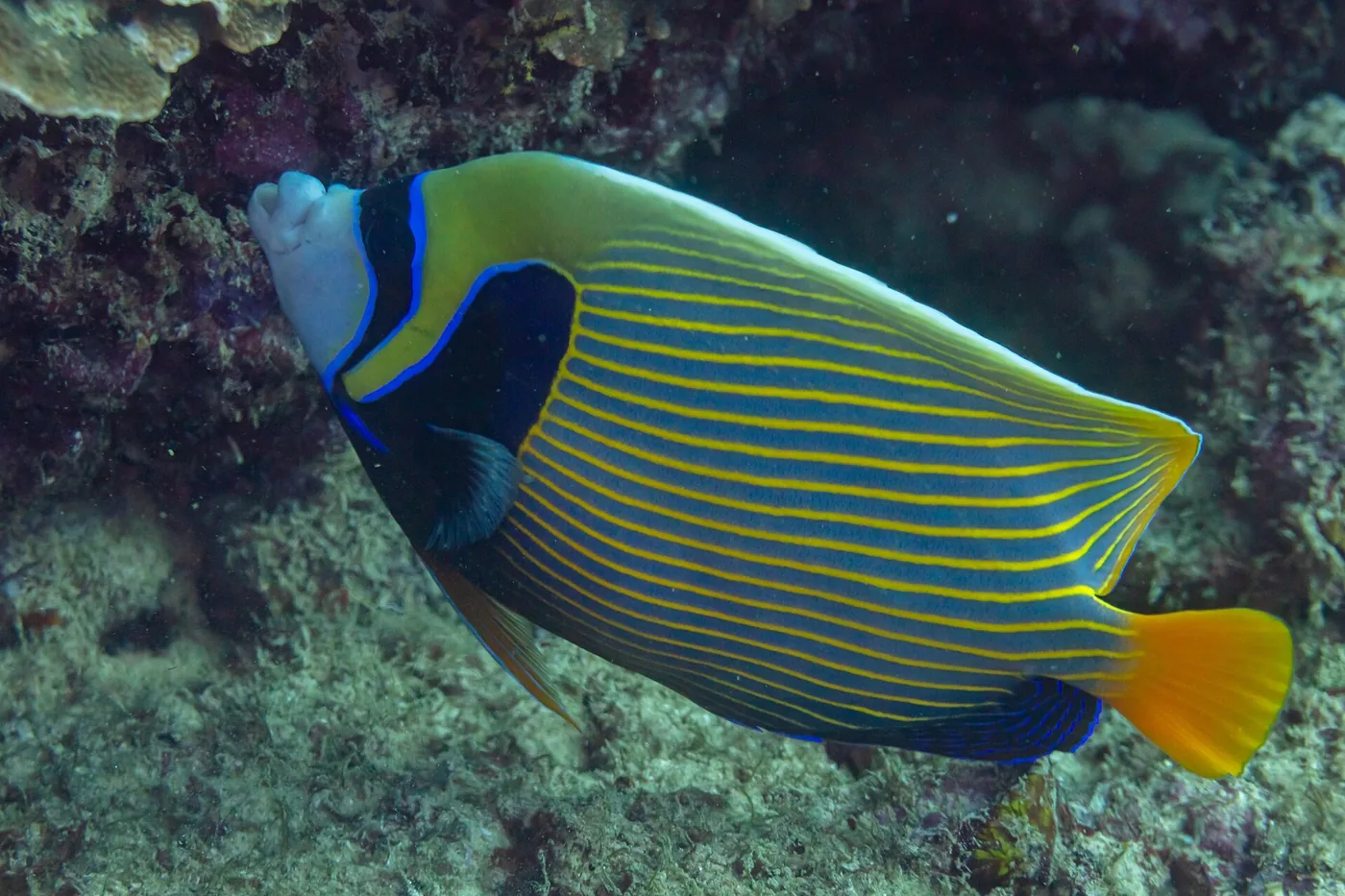 Imperator Angelfish (Pomacanthus imperator)