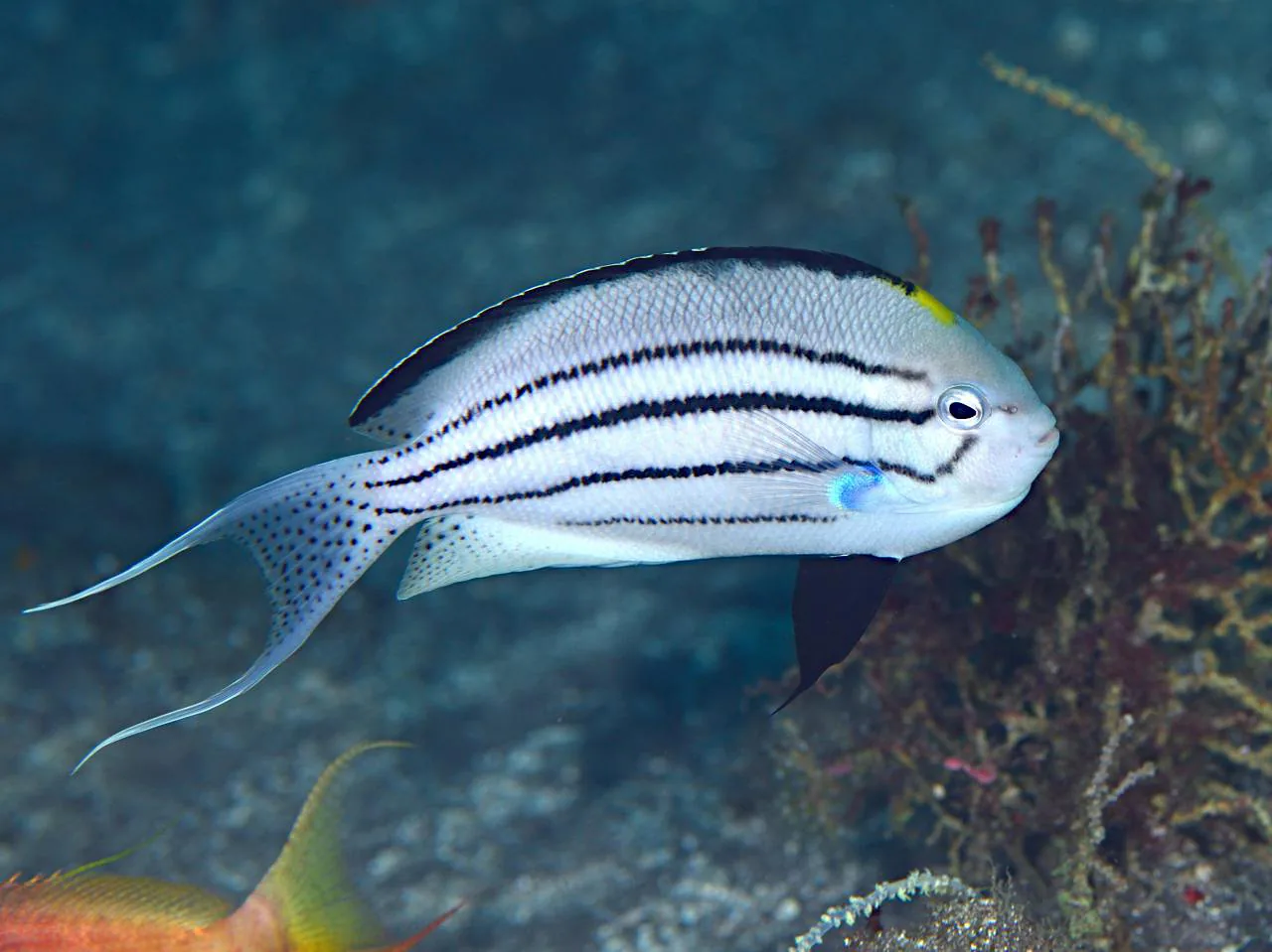 Lamarck Angelfish (Genicanthus lamarck)