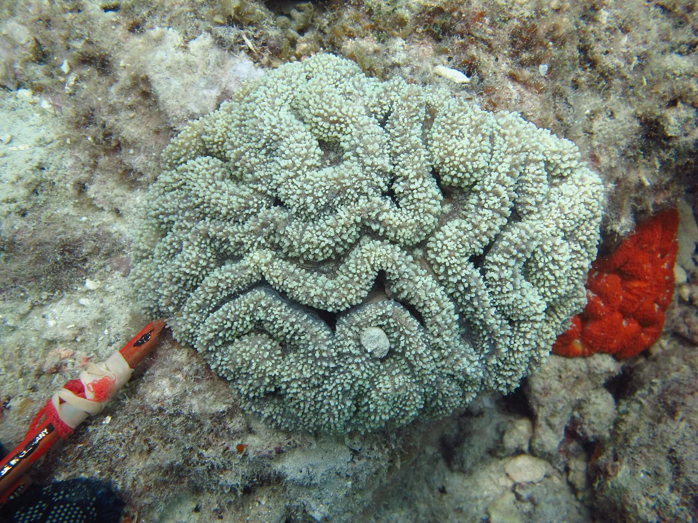 Lobophyllia
