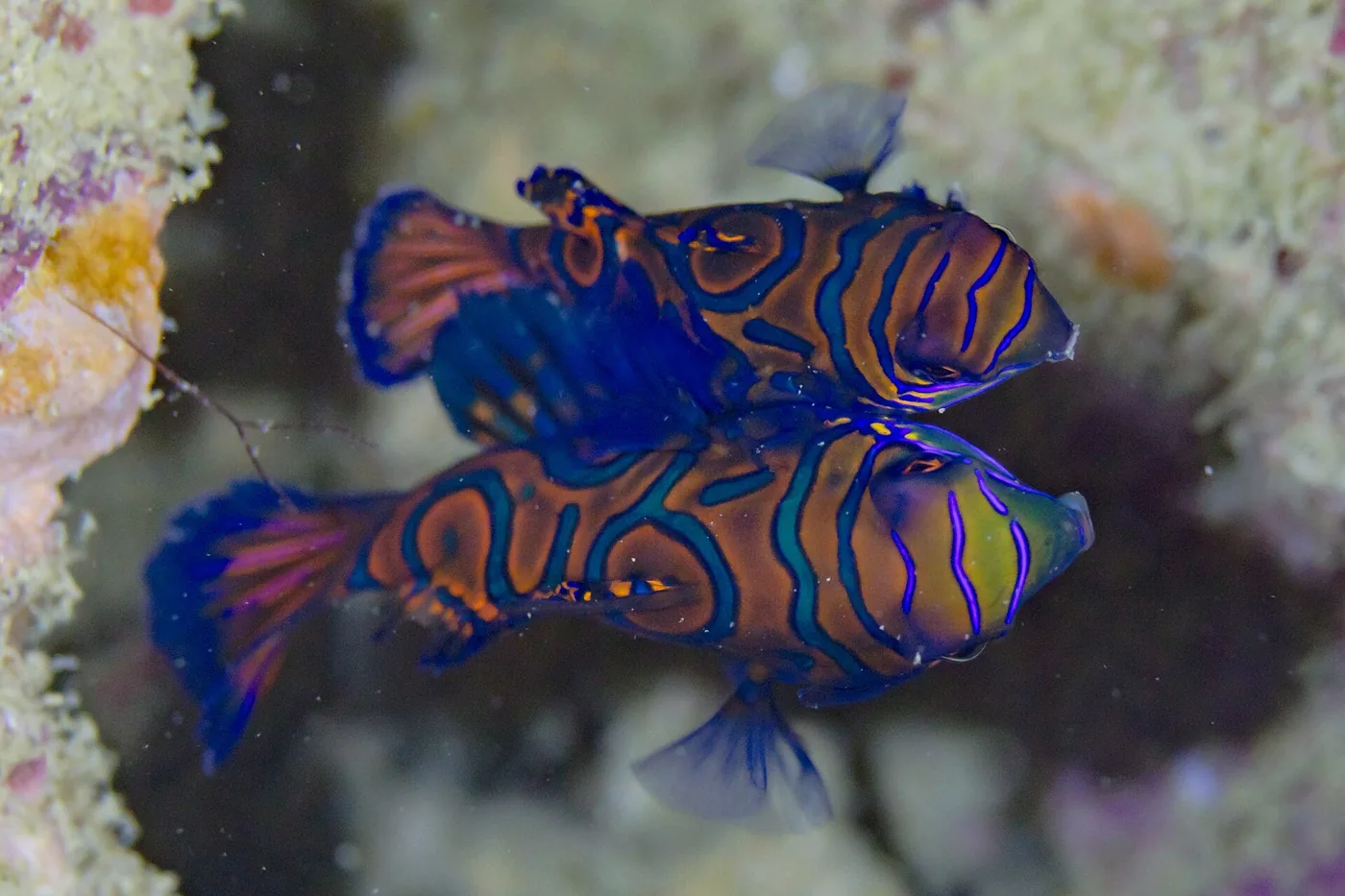 Mandarin (Synchiropus splendidus)