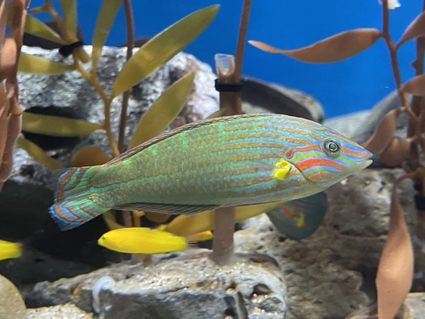 Melanurus Wrasse (Halichoeres melanurus)