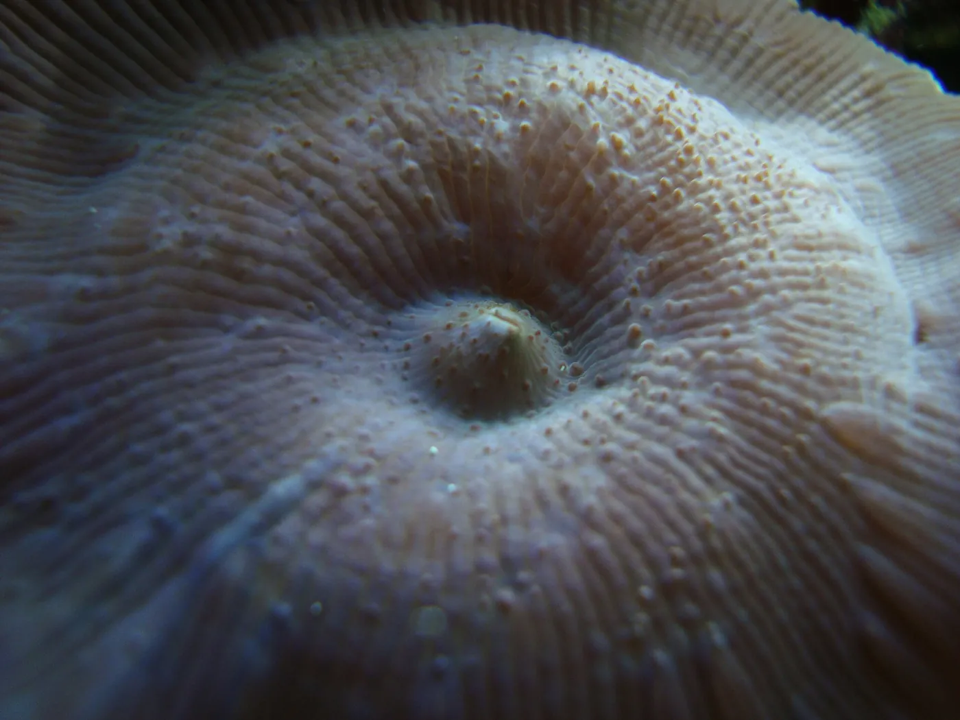 Mushroom (Discosoma sp.)
