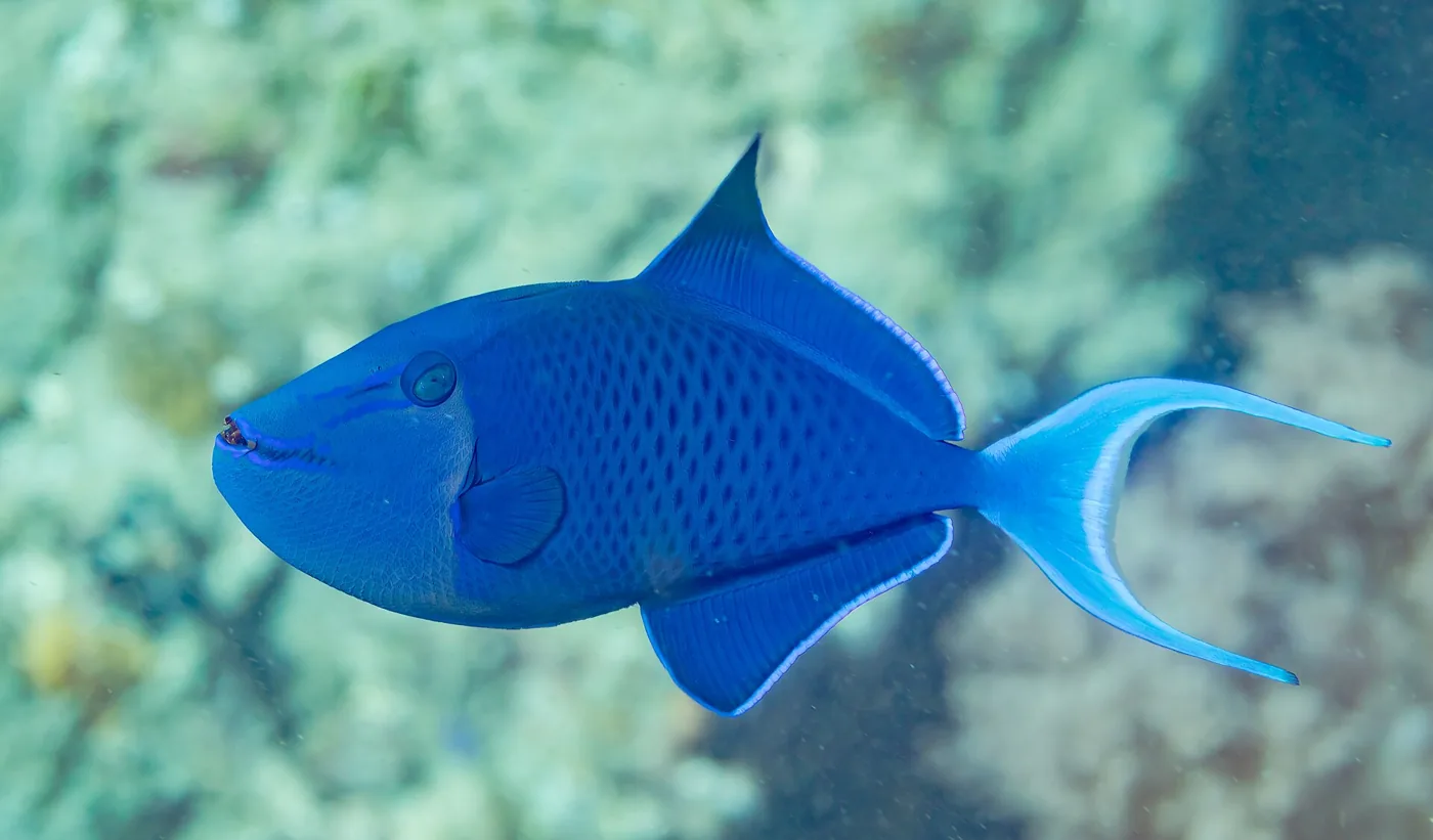 Odonus Trigger (Odonus niger)