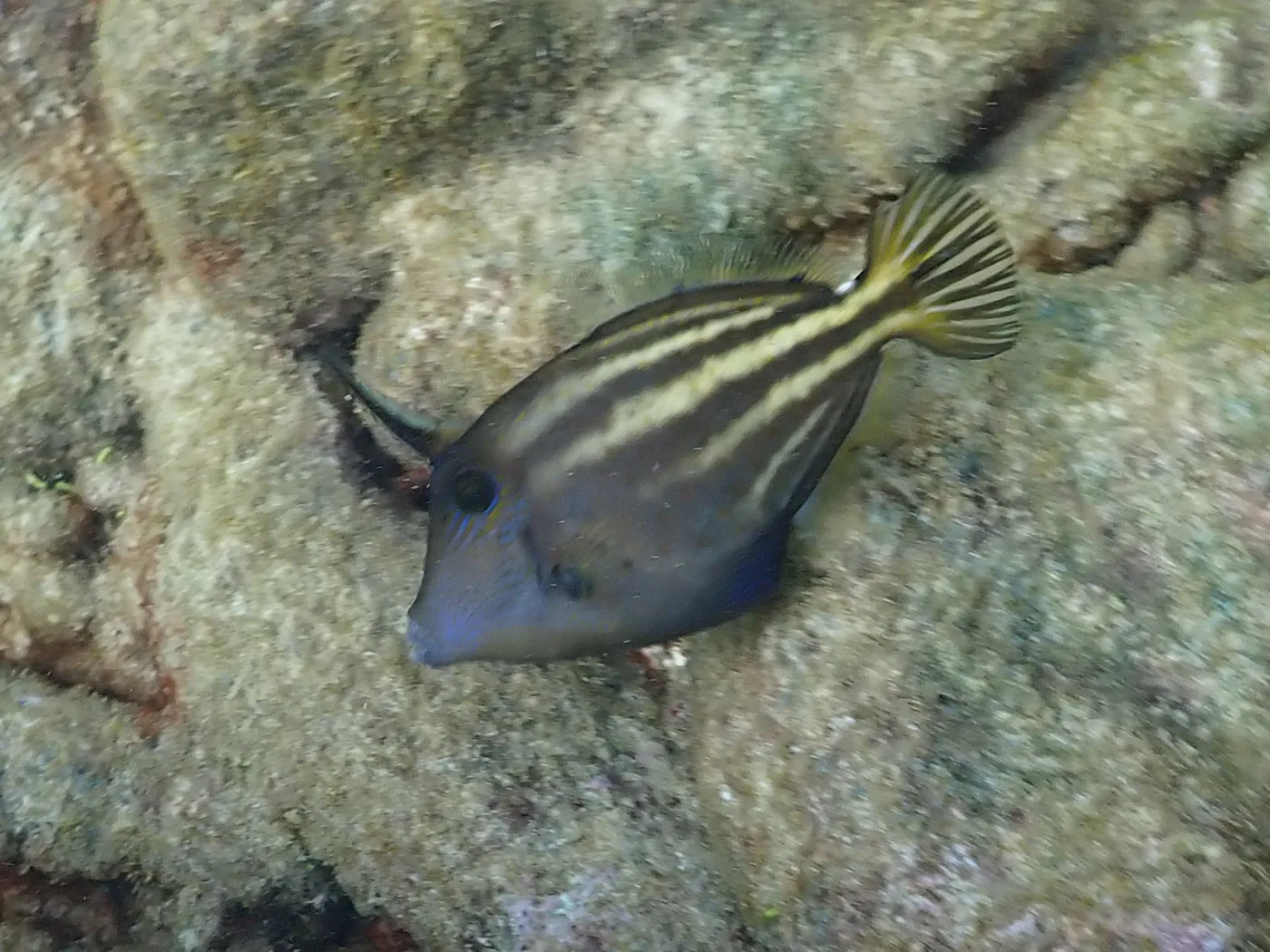 Orange Spot Filefish (Cantherhines pullus)