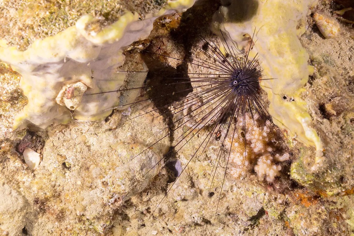 Ouriço-do-mar Diadema (Diadema setosum)
