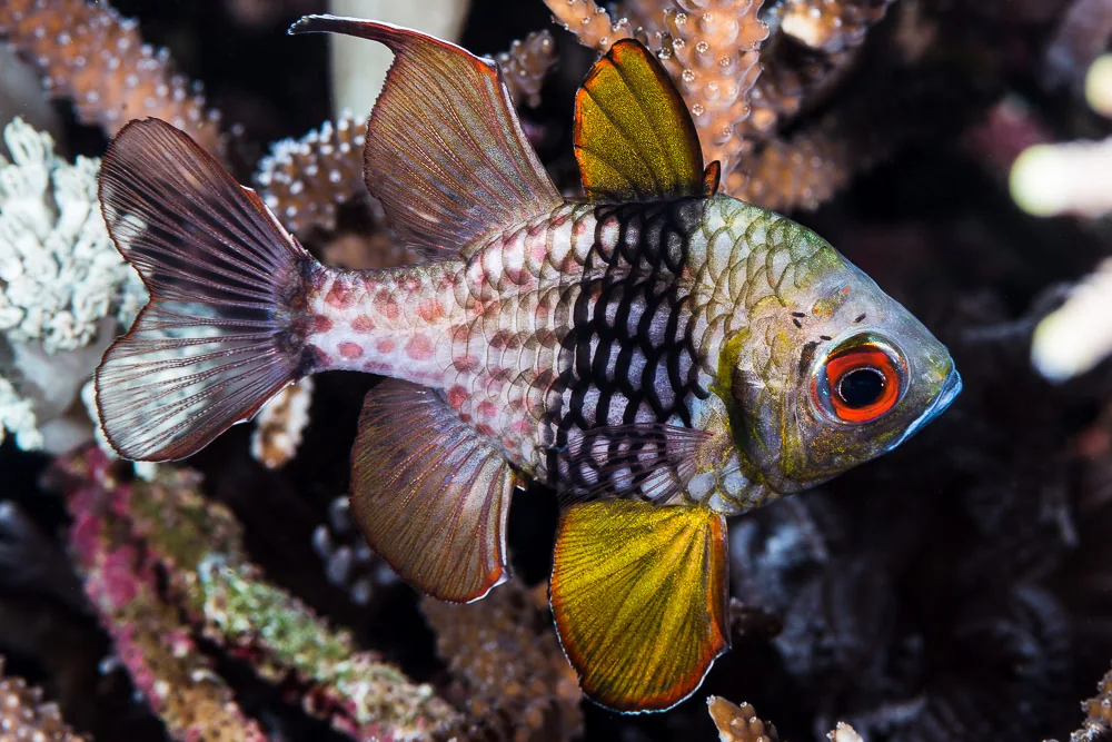 Pajama Cardinalfish (Sphaeramia nematoptera)