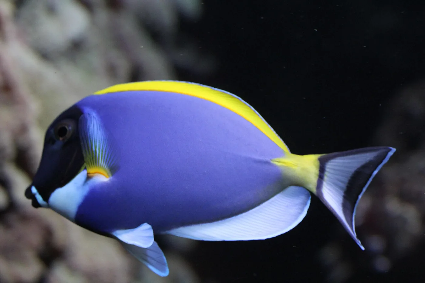 Powder Blue Tang (Acanthurus leucosternon)