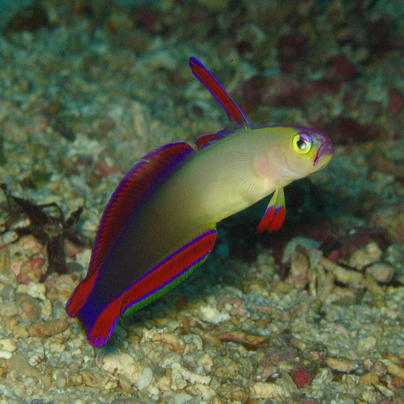 Purple Firefish (Nemateleotris decora)
