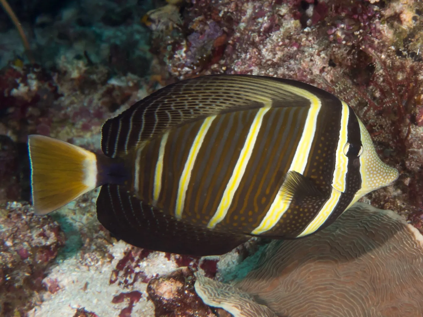 Sailfin Tang (Zebrasoma velifer)