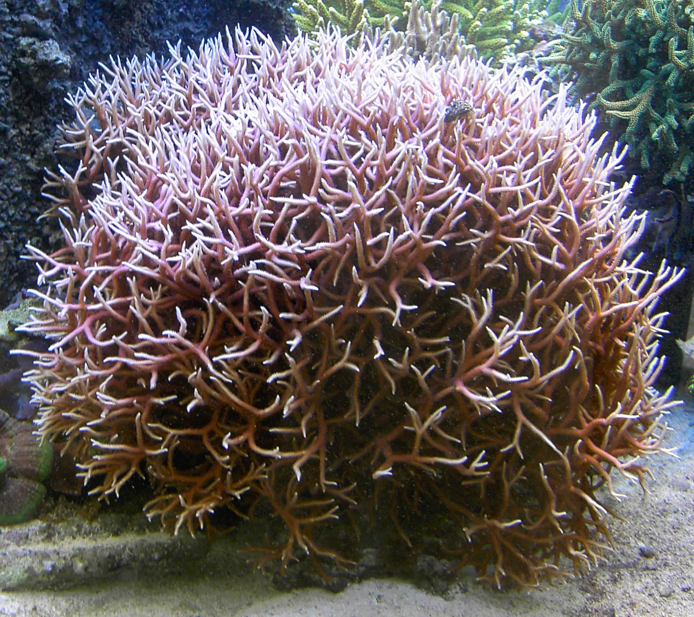 Seriatopora