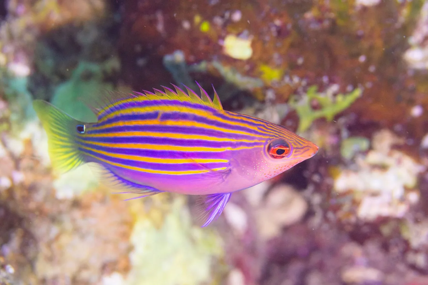 Six Line Wrasse (Pseudocheilinus hexataenia)
