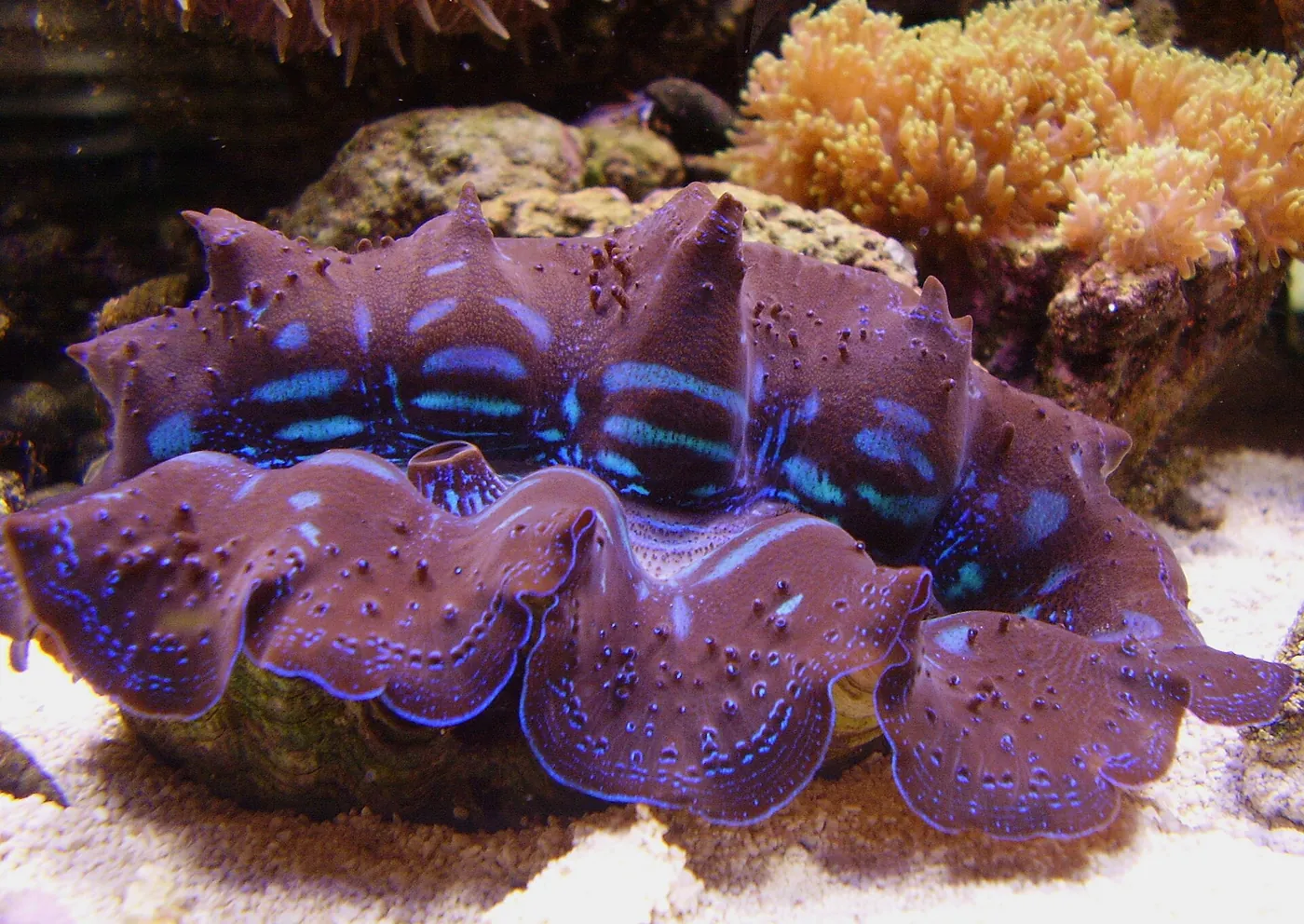 Tridacna (Tridacna maxima)
