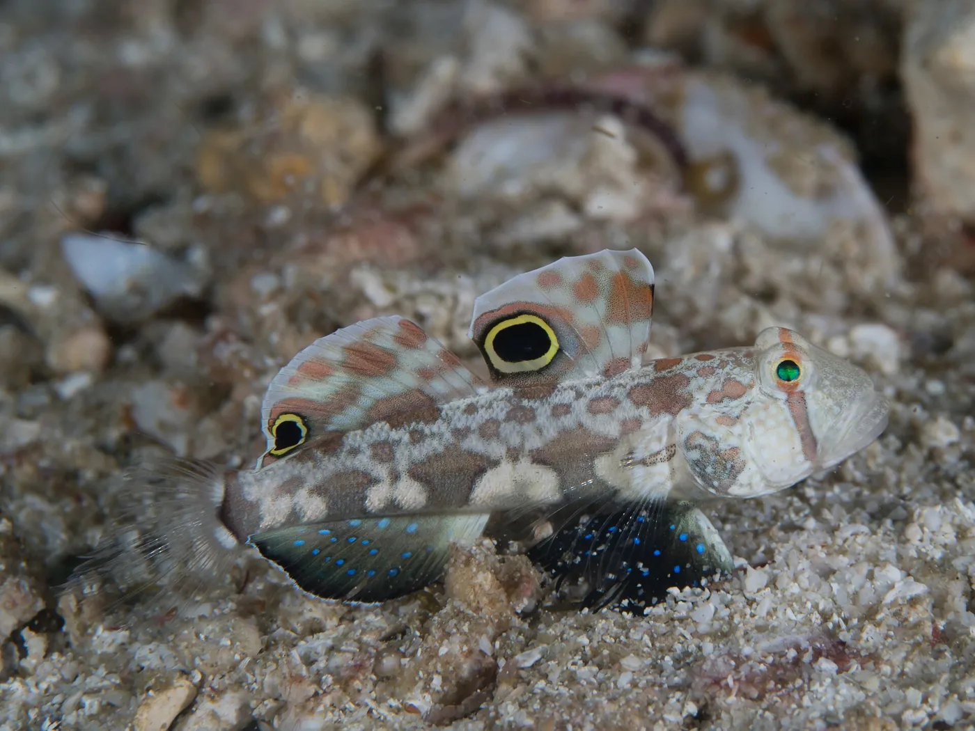 Twin Spot Goby (Signigobius biocellatus)