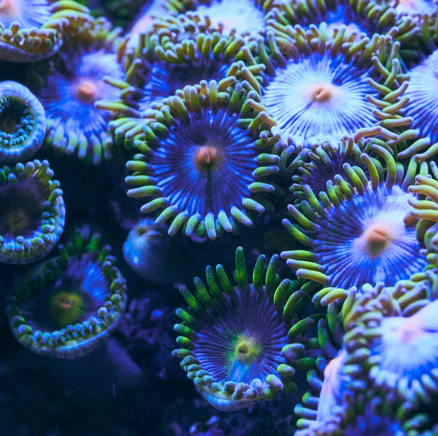 Zoanthus